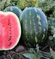 ������ UNIGEN SEEDS ����� ������� F1