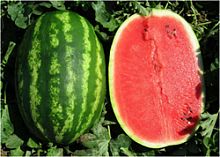 ������ UNIGEN SEEDS ����� ���������� F1