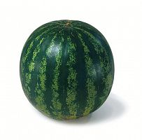 ������ SAKATA ����� �������� F1