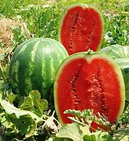 ������ UNIGEN SEEDS ����� ��� ���� F1