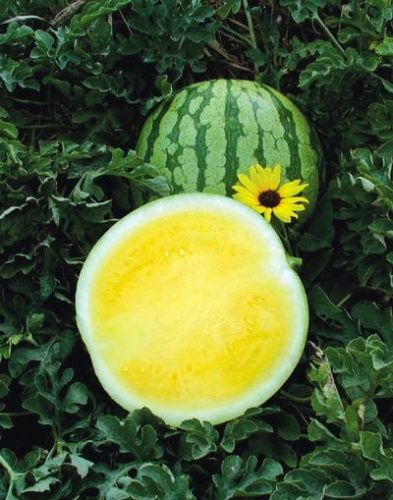 ������ SAKATA ����� ���� �������� F1  �����������