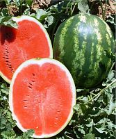 ������ UNIGEN SEEDS ����� ��� ������� F1