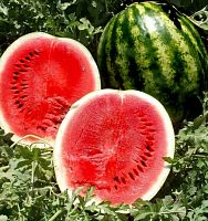 ������ UNIGEN SEEDS ����� ������ ����  F1