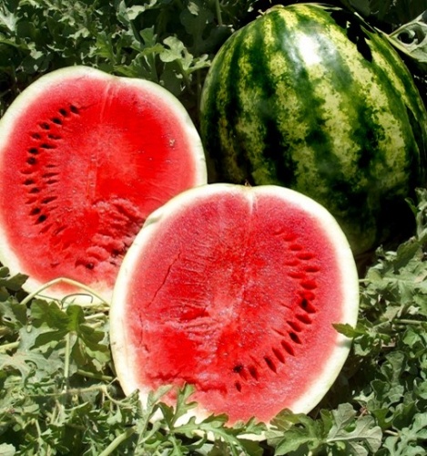 ������ UNIGEN SEEDS ����� ������ ����  F1