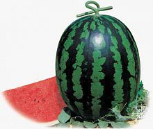 ������ NONGWOO BIO ����� ��� ����� F1